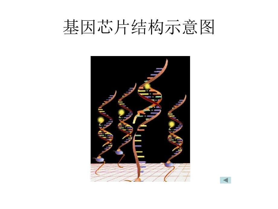 基因芯片操作流程与步骤_第5页