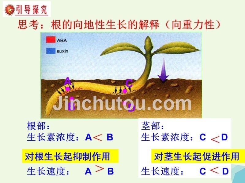 高中生物 第三章 植物的激素调节 3_2 生长素的生理作用课件 新人教版必修31_第5页