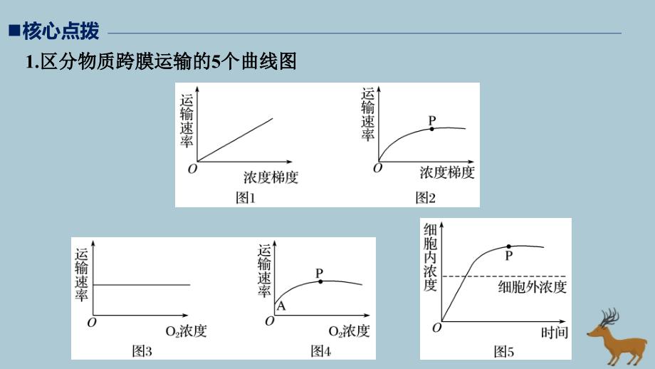 （江苏专版）2019版高考生物二轮增分策略 专题一 细胞的分子组成和基本结构 考点3 物质出入细胞的方式课件_第3页