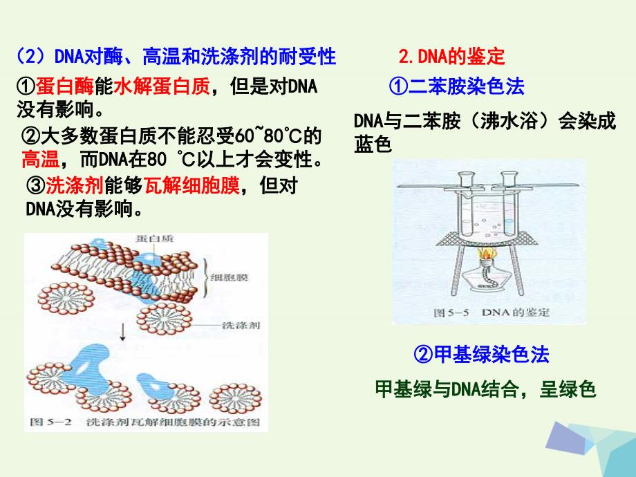 高中生物专题5dna和蛋白质技术课题1dna的粗提取与鉴定课件新人教版选修1_第3页