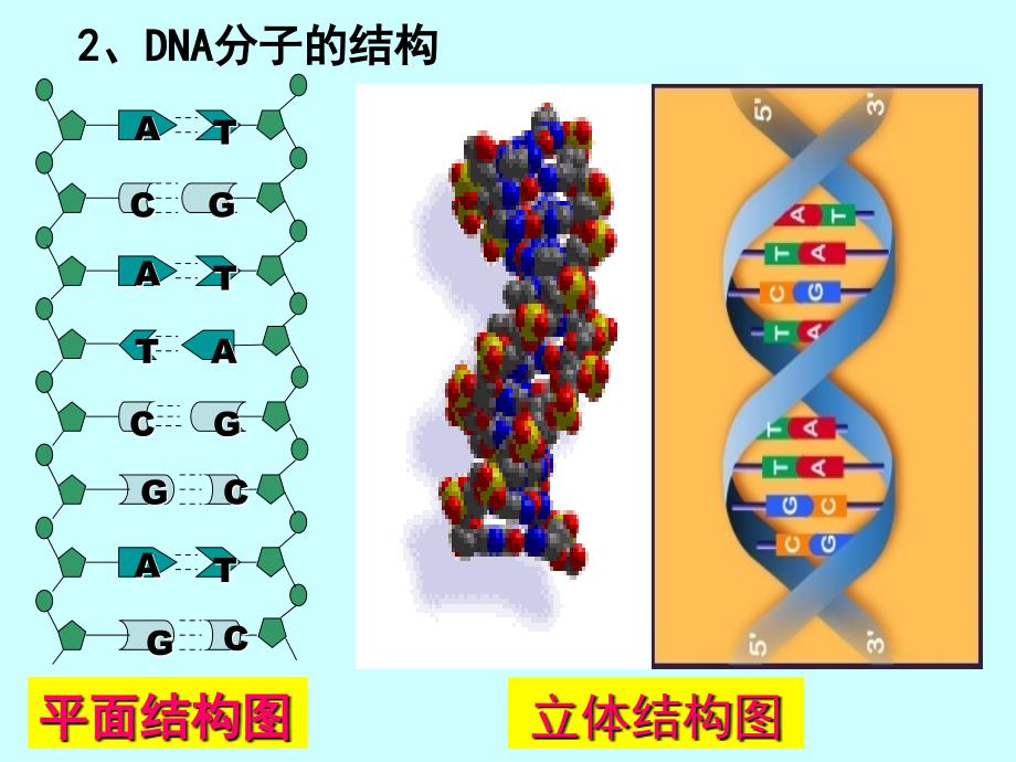 高中生物 第三章 基因的本质 3_2 dna分子的结构课件 新人教版必修21_第4页