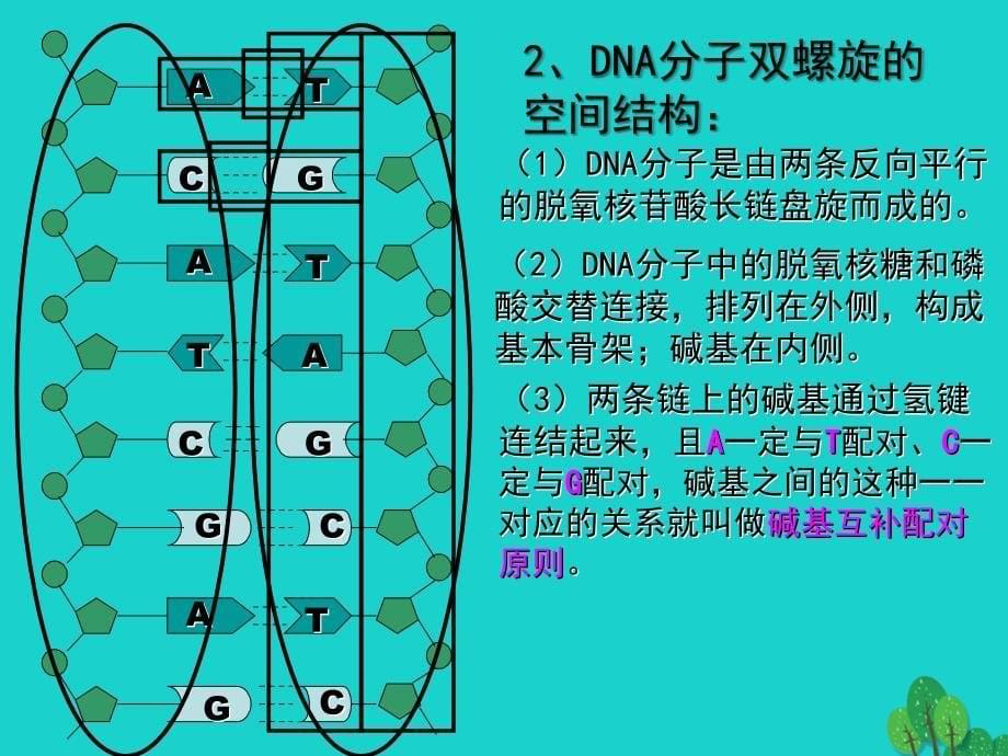 高中生物 第三章 基因的本质 3_2 dna分子的结构课件 新人教版必修21_第5页