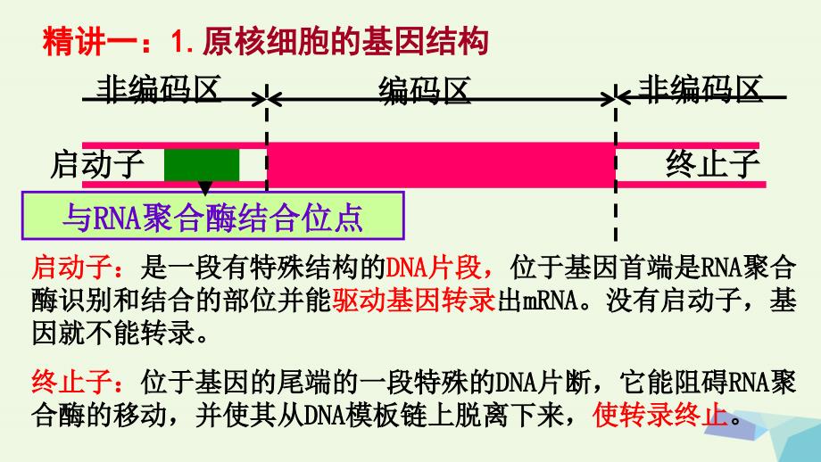 高中生物 专题1 基因工程 1_2 基因工程的基本操作程序课件 新人教版选修31_第4页