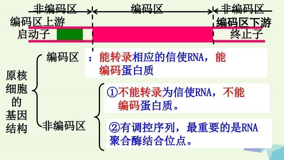 高中生物 专题1 基因工程 1_2 基因工程的基本操作程序课件 新人教版选修31_第5页