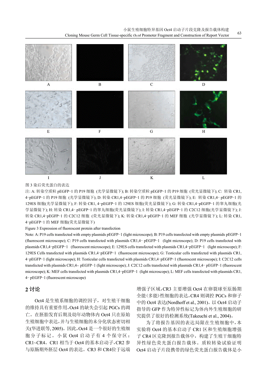 小鼠生殖细胞特异基因oct4 启动子片段克隆及报告载体构建_第3页