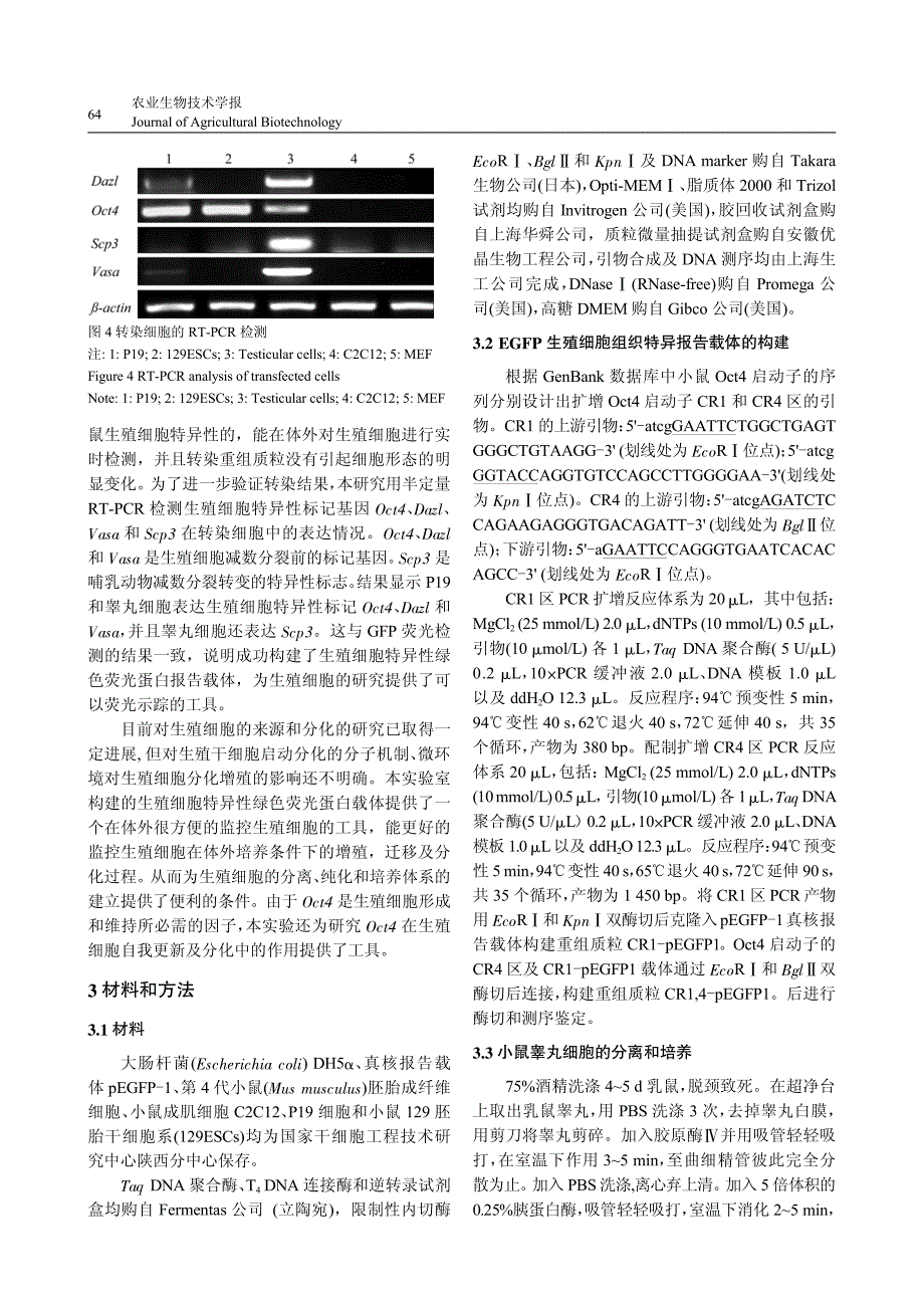 小鼠生殖细胞特异基因oct4 启动子片段克隆及报告载体构建_第4页