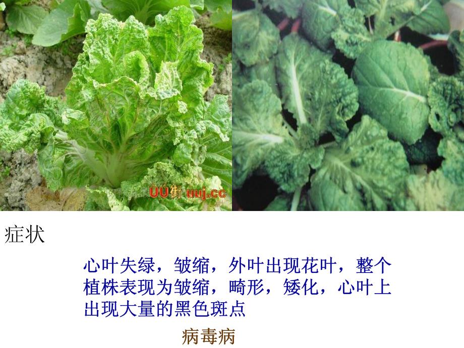 白菜的病虫害防治_第4页