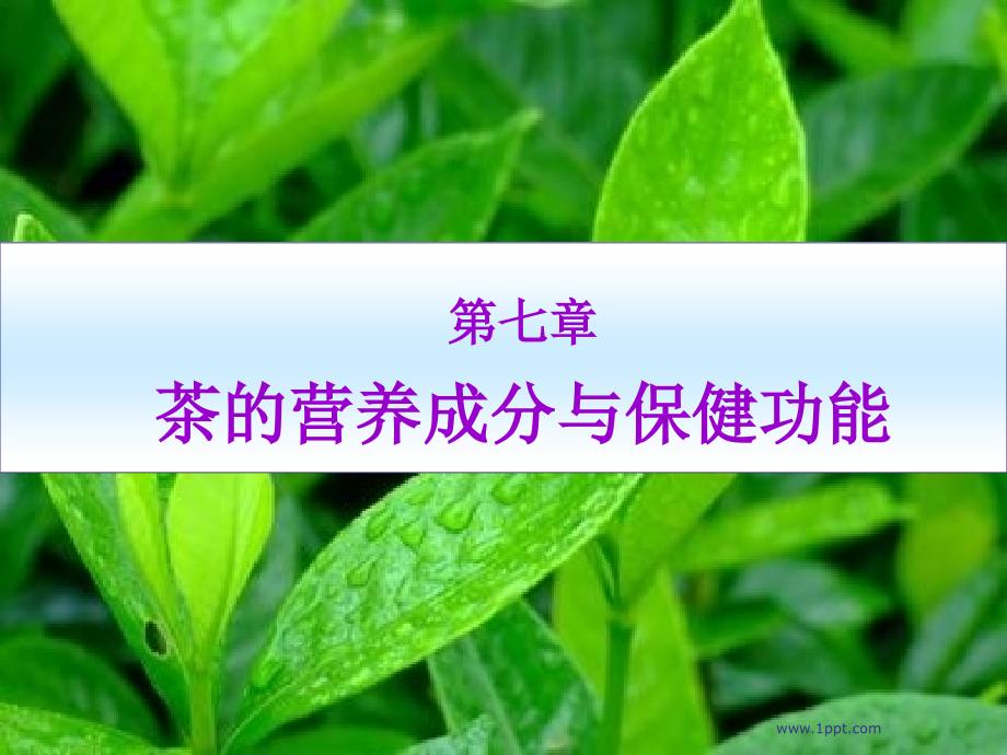 茶文化教案7_第3页