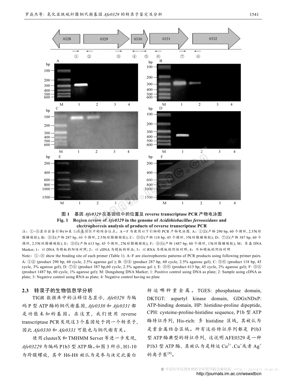氧化亚铁硫杆菌铜代谢基因afe0329的转录子鉴定及分析_第4页