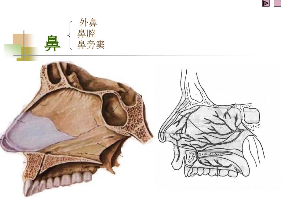 小儿呼吸系统生理病理及其用药_第3页