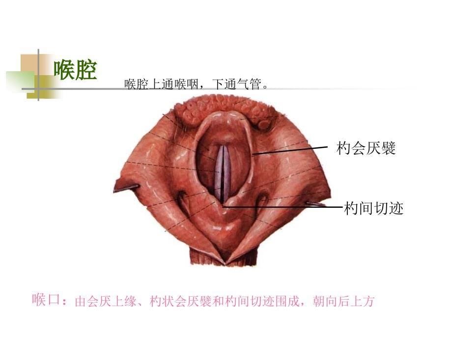 小儿呼吸系统生理病理及其用药_第5页