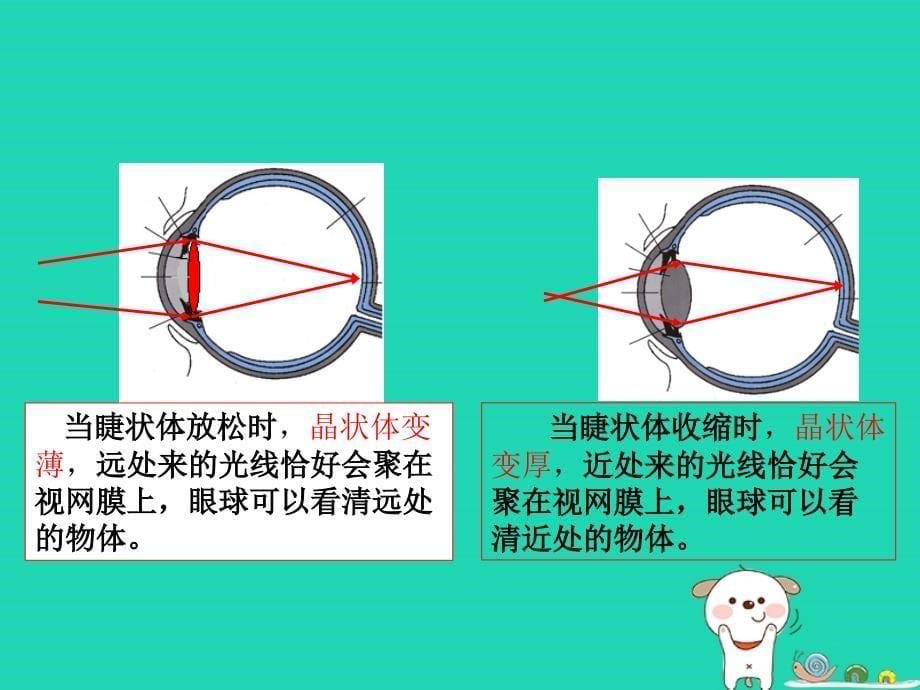 2018年秋八年级物理上册第五章第4节眼睛和眼镜课件新版新人教版_第5页
