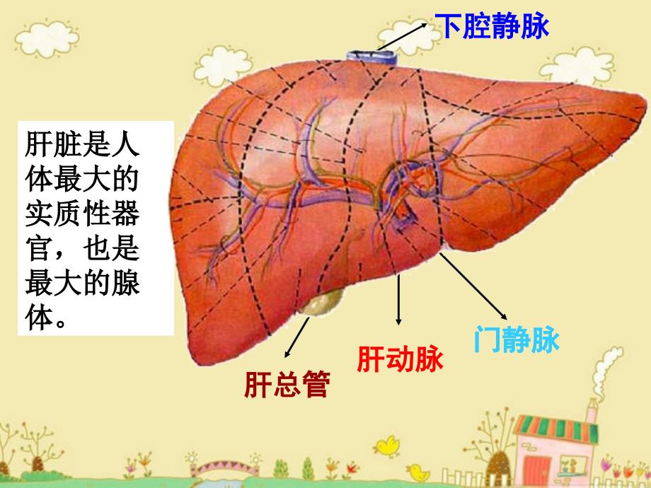 生物化学：肝胆生物化学（一）_第2页