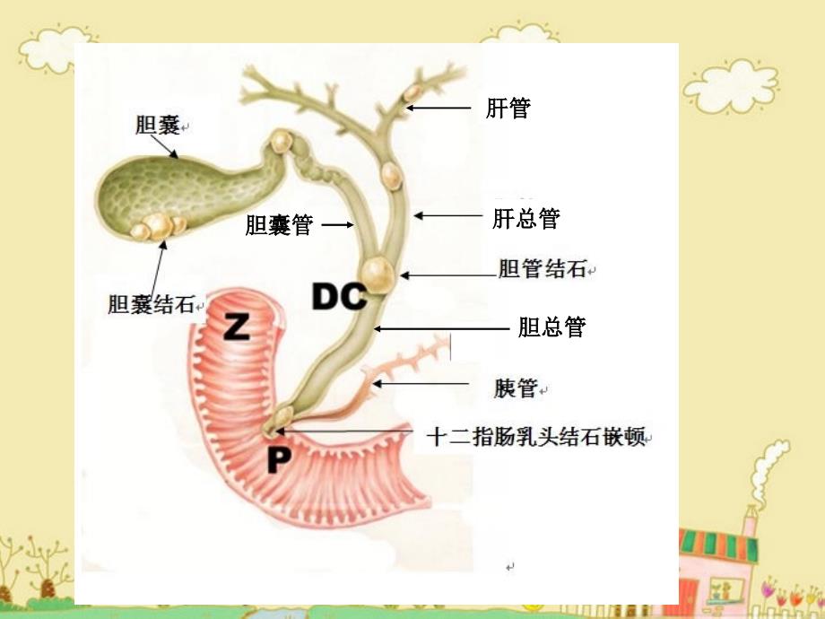 生物化学：肝胆生物化学（一）_第3页