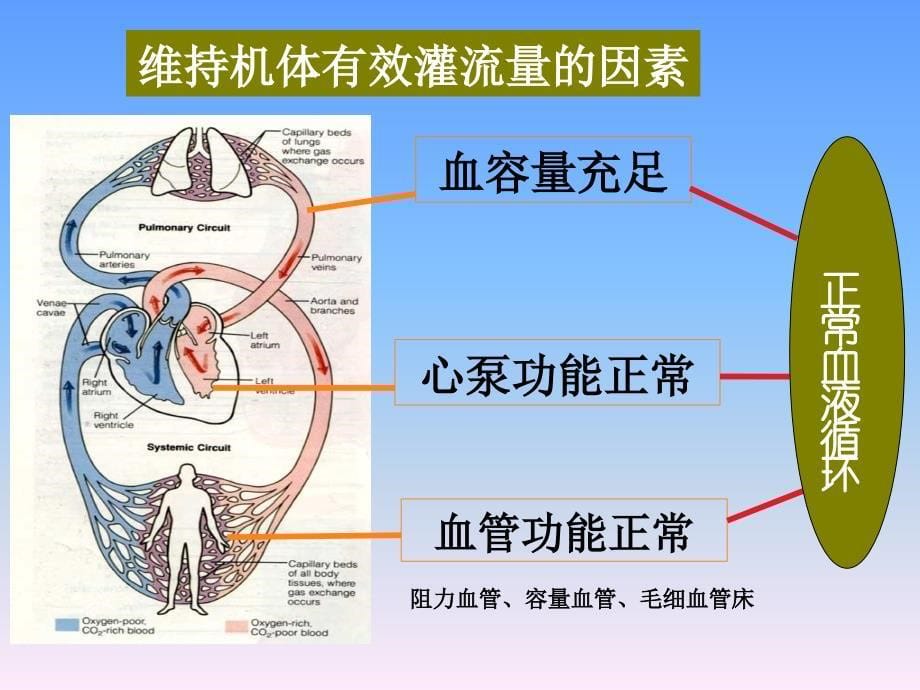 休克监测及护理_第5页