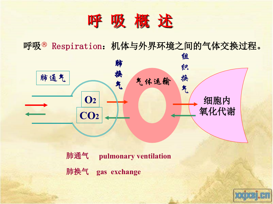 生理学：呼吸系统_第3页