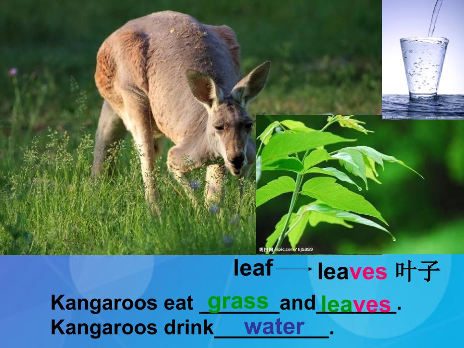 2016春四年级英语下册 module 9 unit 2《kangaroos live in australia》课件1 （新版）外研版（一起）_第4页