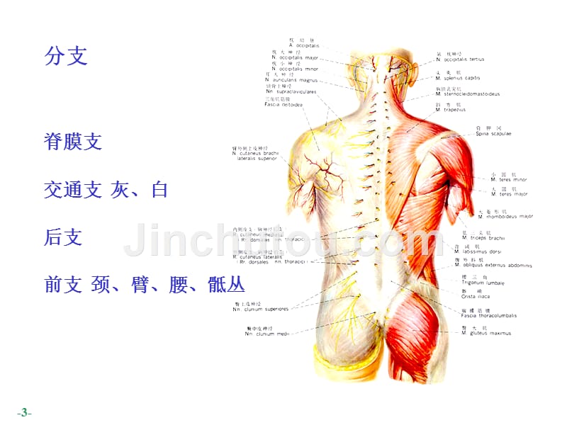 脊神经 the spinal nesve_第3页