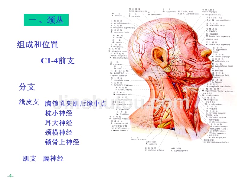 脊神经 the spinal nesve_第4页