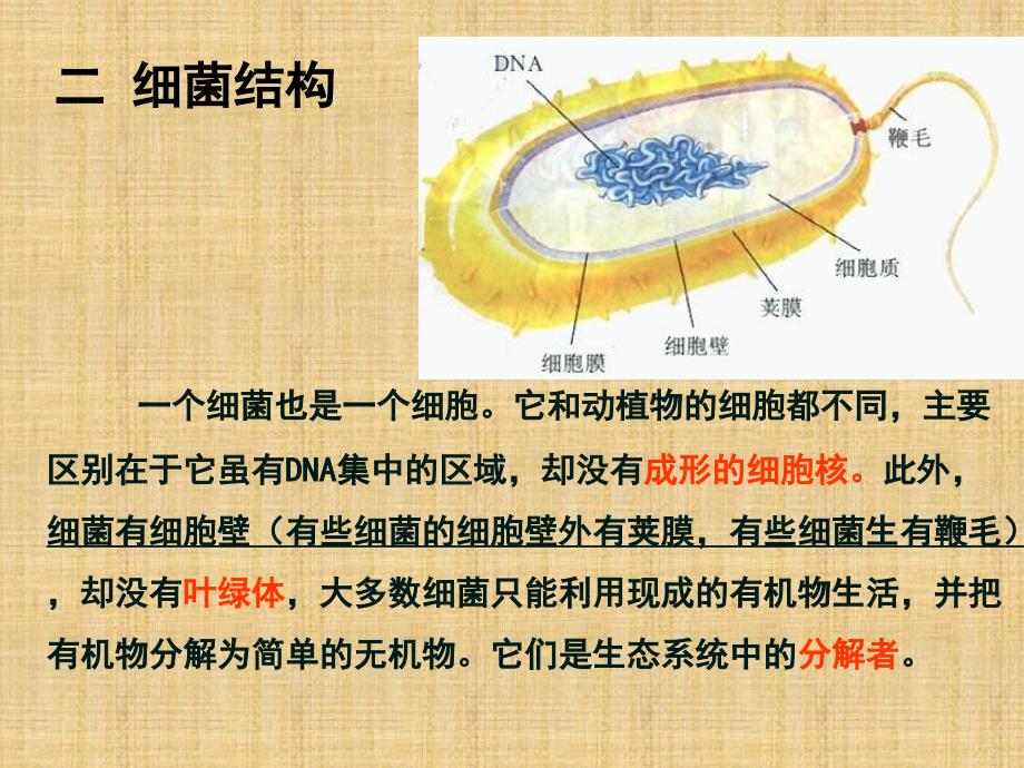 八年级生物上册总复习课件(第六单元)_第4页