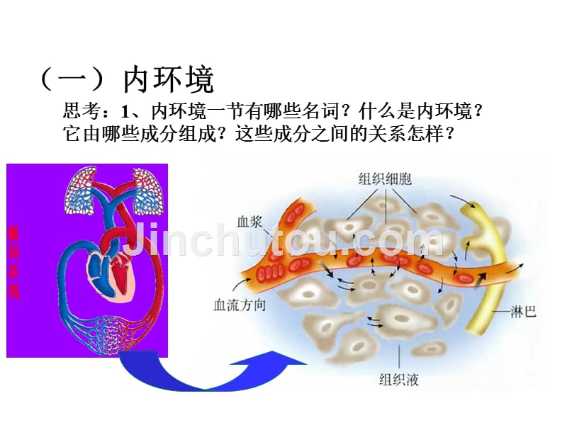 高中生物必修三内环境与稳态-人教版_第3页