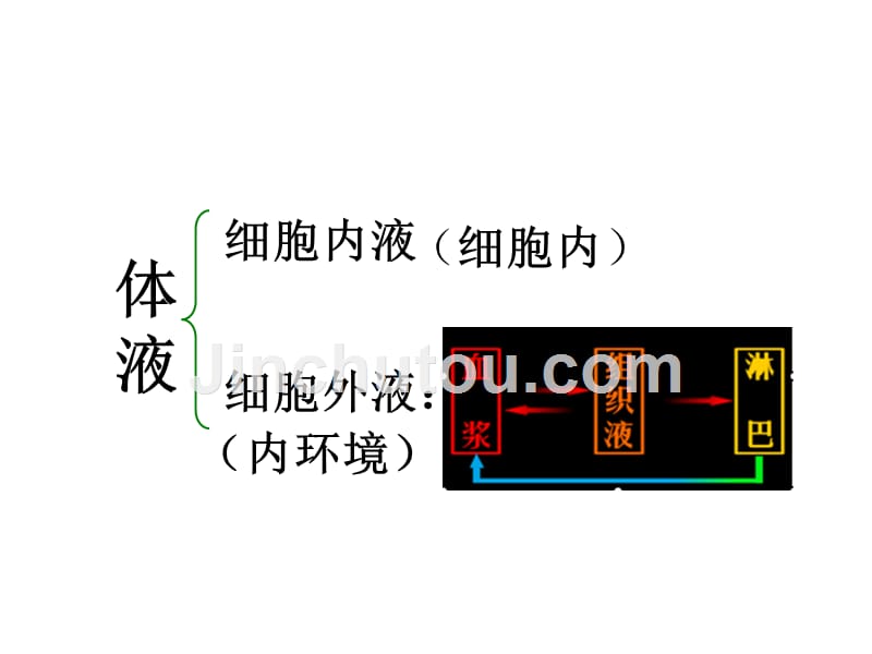 高中生物必修三内环境与稳态-人教版_第4页