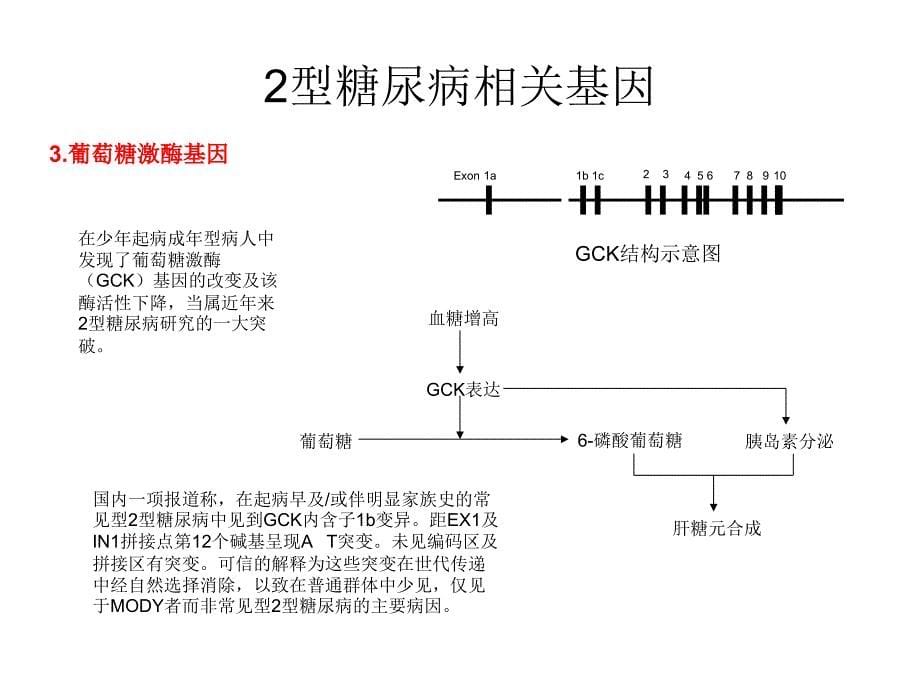 糖尿病与分子生物学.ppt_第5页