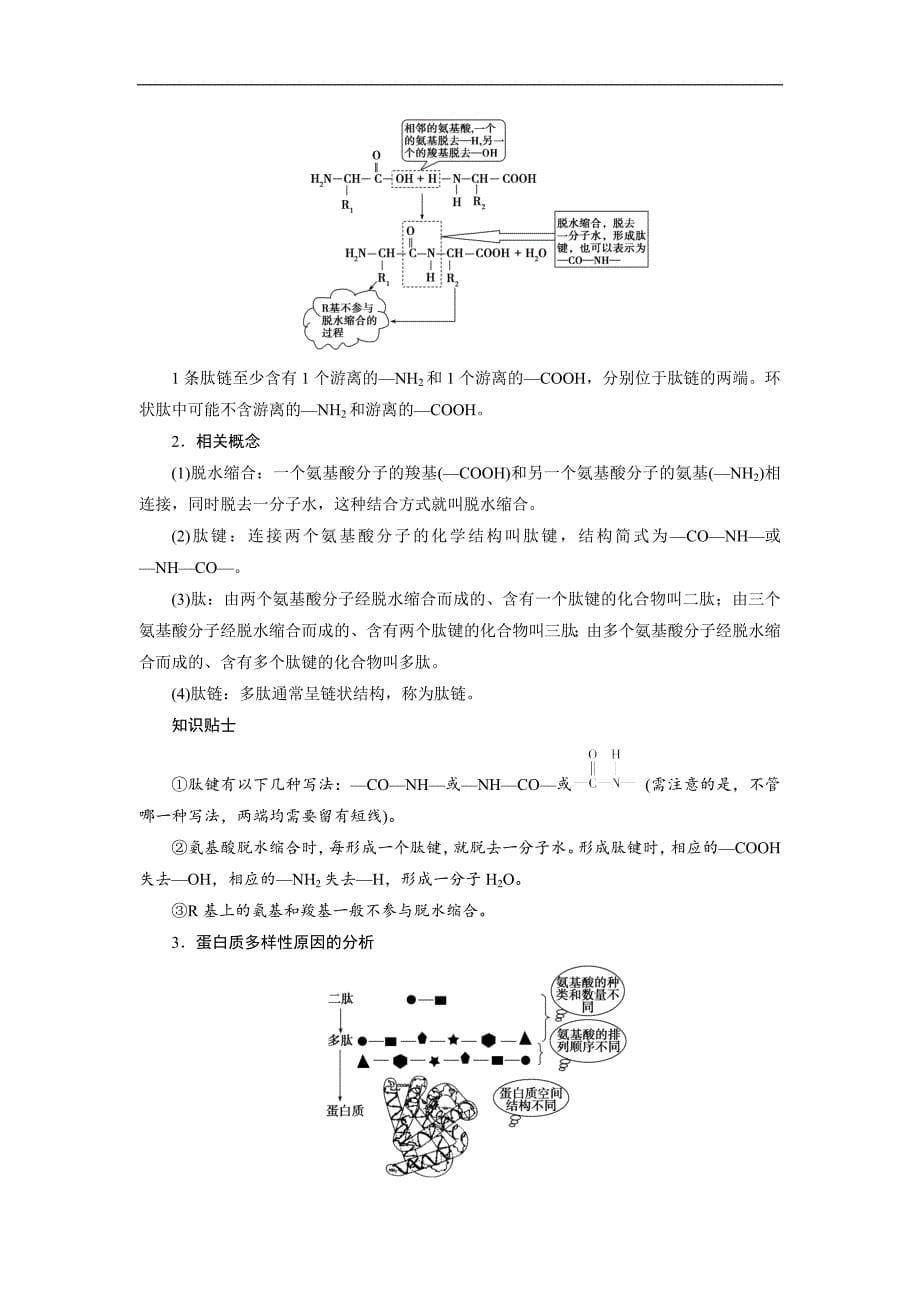 2018-2019学年高一生物人教版必修1学案：第2章 组成细胞的分子 第2节 生命活动的主要承担者—蛋白质_第5页