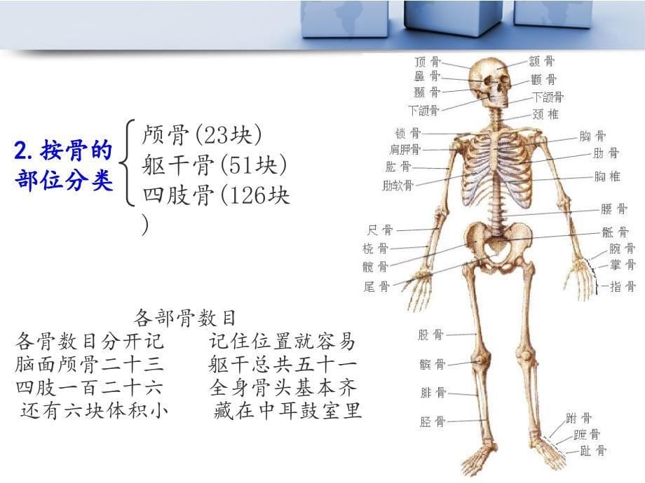 解剖生理学基础-第二章-运动系统_第5页