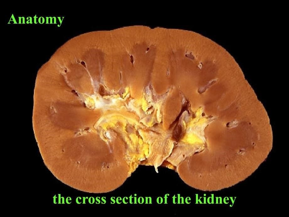 泌尿系统疾病(Diseases Of  Urinary System)_第5页