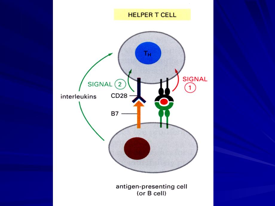 T细胞活化_第3页