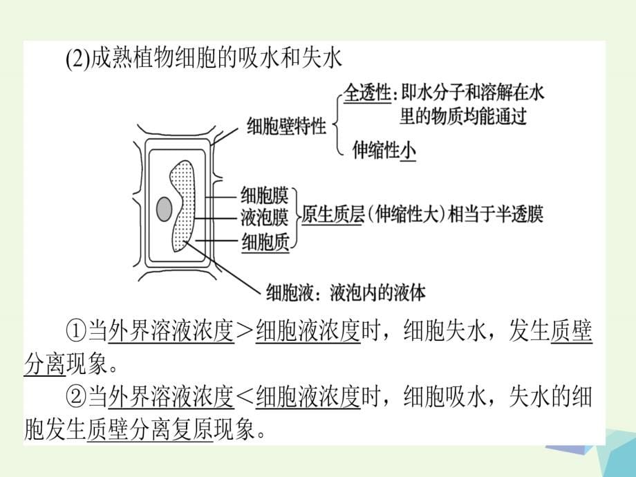 高考生物一轮复习构想第二单元细胞的基本结构和物质运输功能基础落实案3物质跨膜运输的实例与方式课件新人教版必修1_第5页