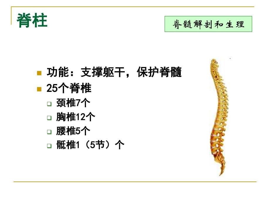 脊髓损伤评估_第5页