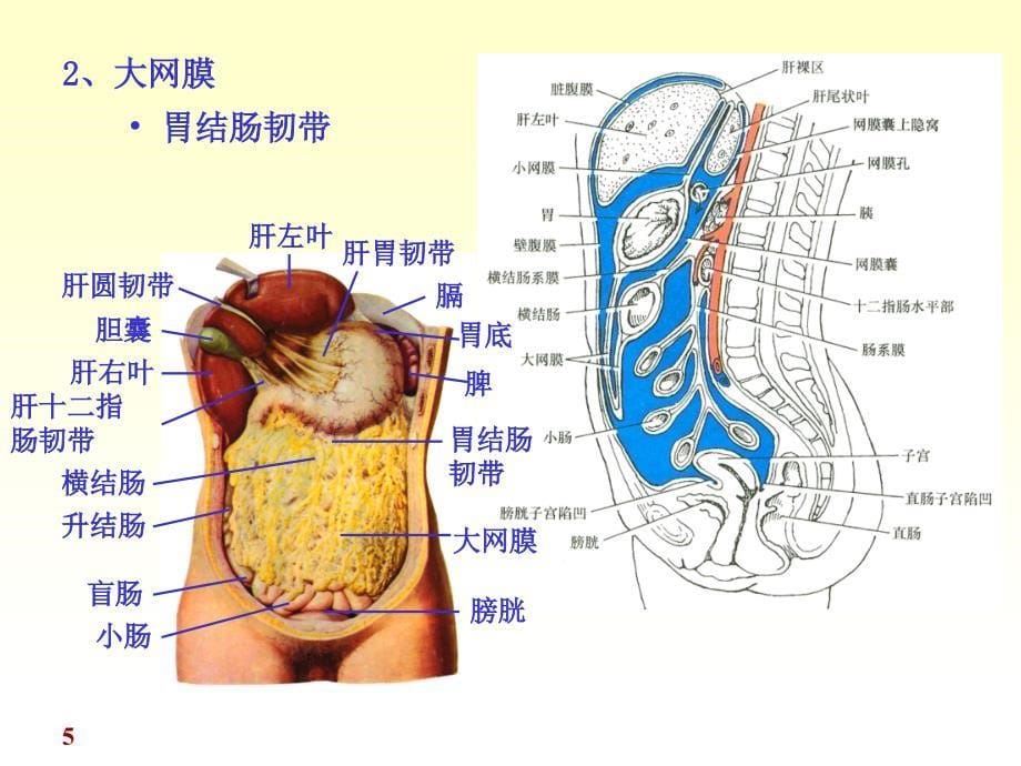 腹腔与腹膜_第5页