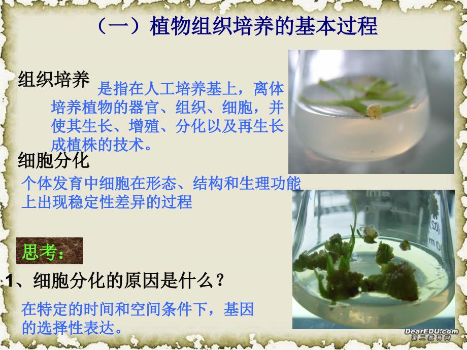 菊花的组织培养.ppt_第4页