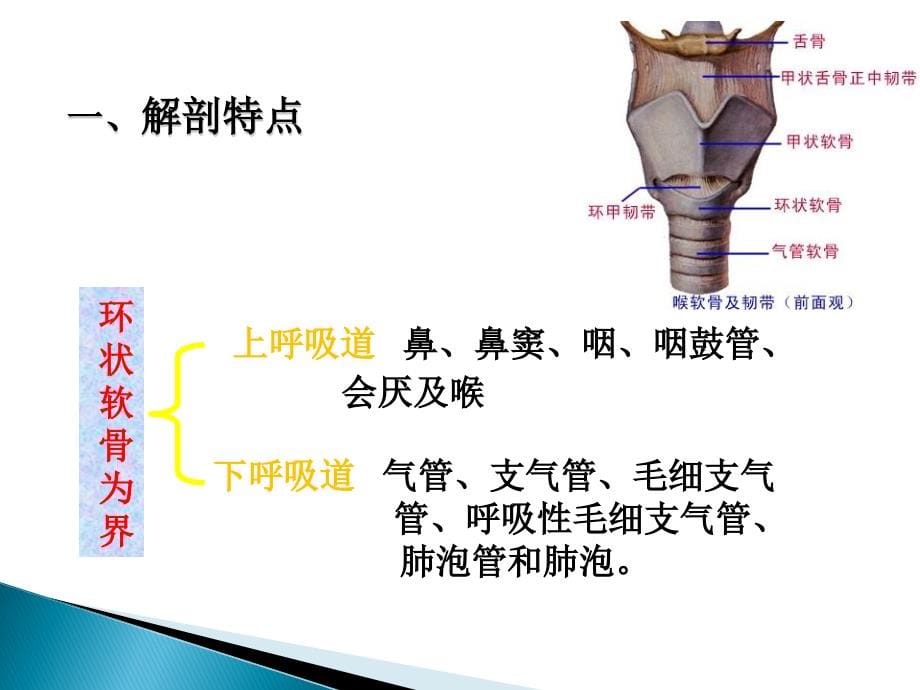 儿科第十章-呼吸系统疾病(1)_第5页