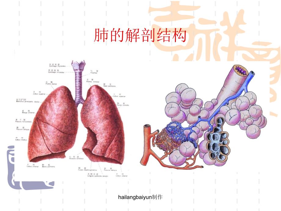 肺功能基础理论-肺功能仪基础理论_第2页