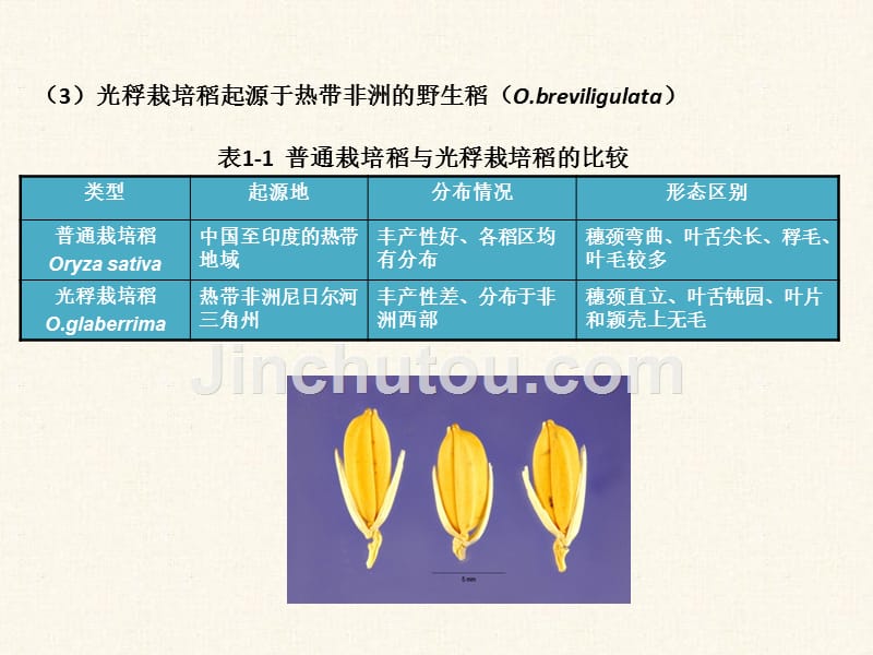 水稻栽培生物学基础_第3页