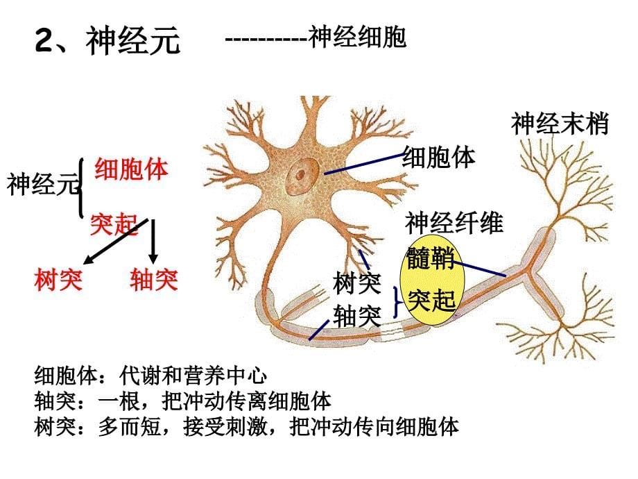 通过神经系统调节(上课很实用)ppt_第5页