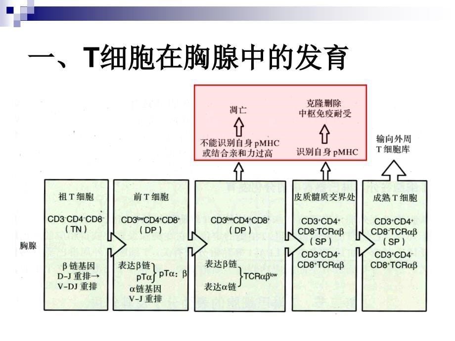 第十章-T淋巴细胞_第5页