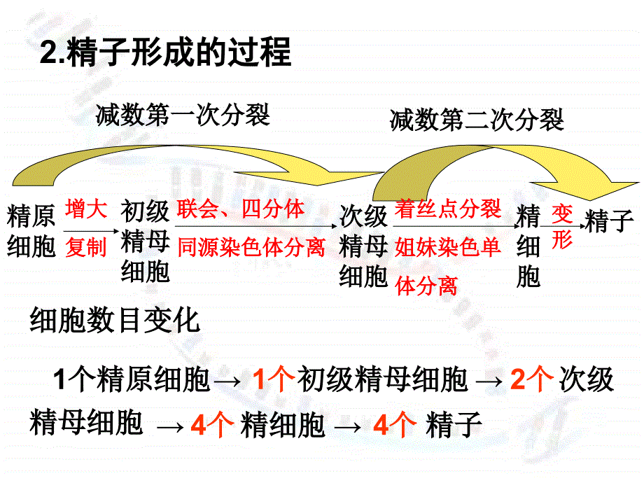 减数分裂-精子和卵细胞的形成过程_第3页