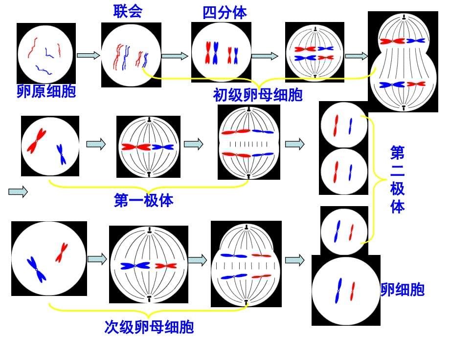 减数分裂-精子和卵细胞的形成过程_第5页