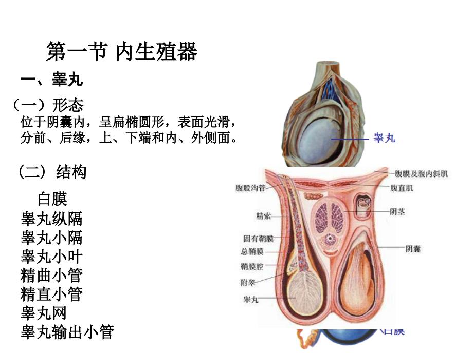 解剖学-男性生殖系统_第4页