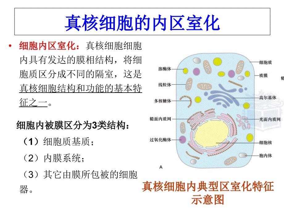 第七章-细胞质基质和内膜系统_第5页