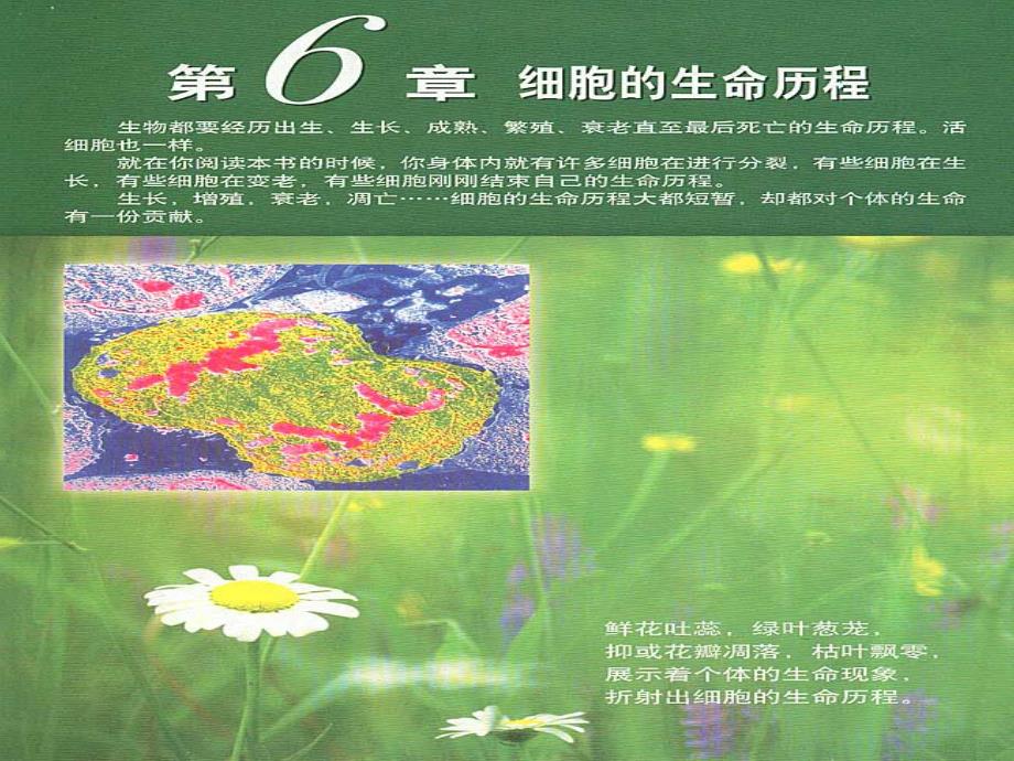 高中生物《第六章-第一节-细胞的增殖》课件-新人教版必修1_第1页