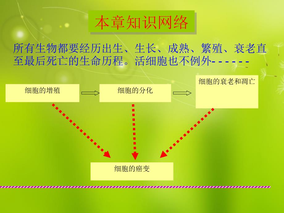 高中生物《第六章-第一节-细胞的增殖》课件-新人教版必修1_第2页