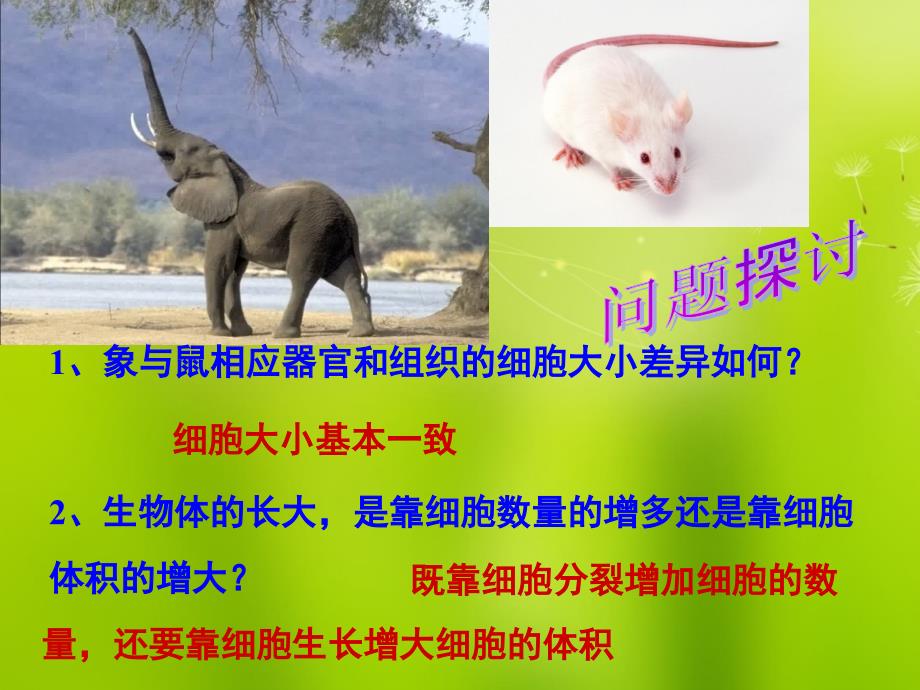 高中生物《第六章-第一节-细胞的增殖》课件-新人教版必修1_第4页