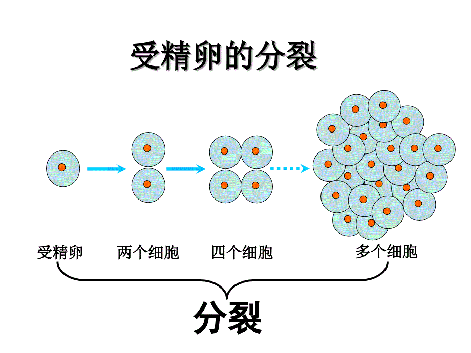 第1节-细胞分化形成组织_第4页