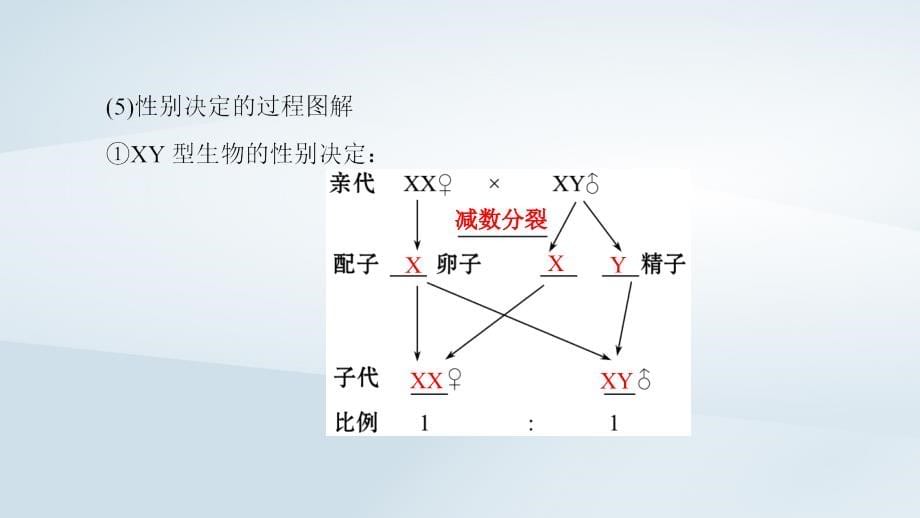 2018_2019高中生物第3章遗传和染色体第2节基因的自由组合定律第2课时性别决定和伴性遗传课件苏教版必修_第5页