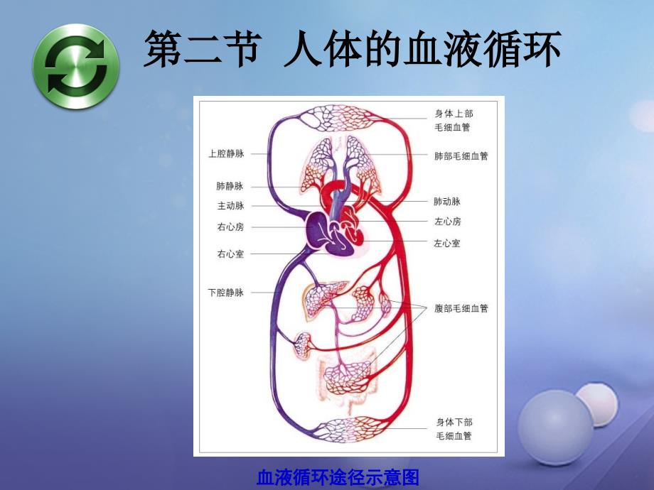 七年级生物下册 第10章 第2节《血管和心脏》课件2 （新版）苏教版_第1页